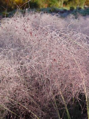 Deschampsia flexuosa - Crinkled Hairgrass