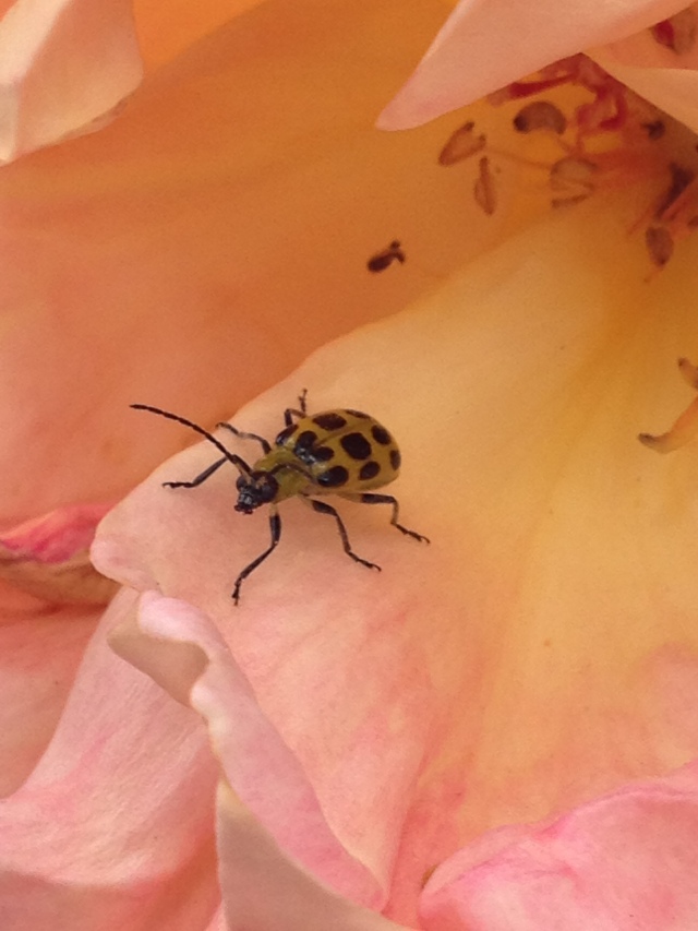 Spotted cucumber beetle on a rose
