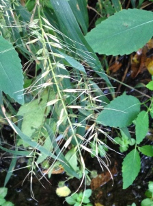 Cool-season Bottlebrush Grass (Elymus hysteria) stays true to type by thriving in cool shady woodlands.