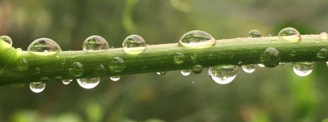 rain Drops on a stem