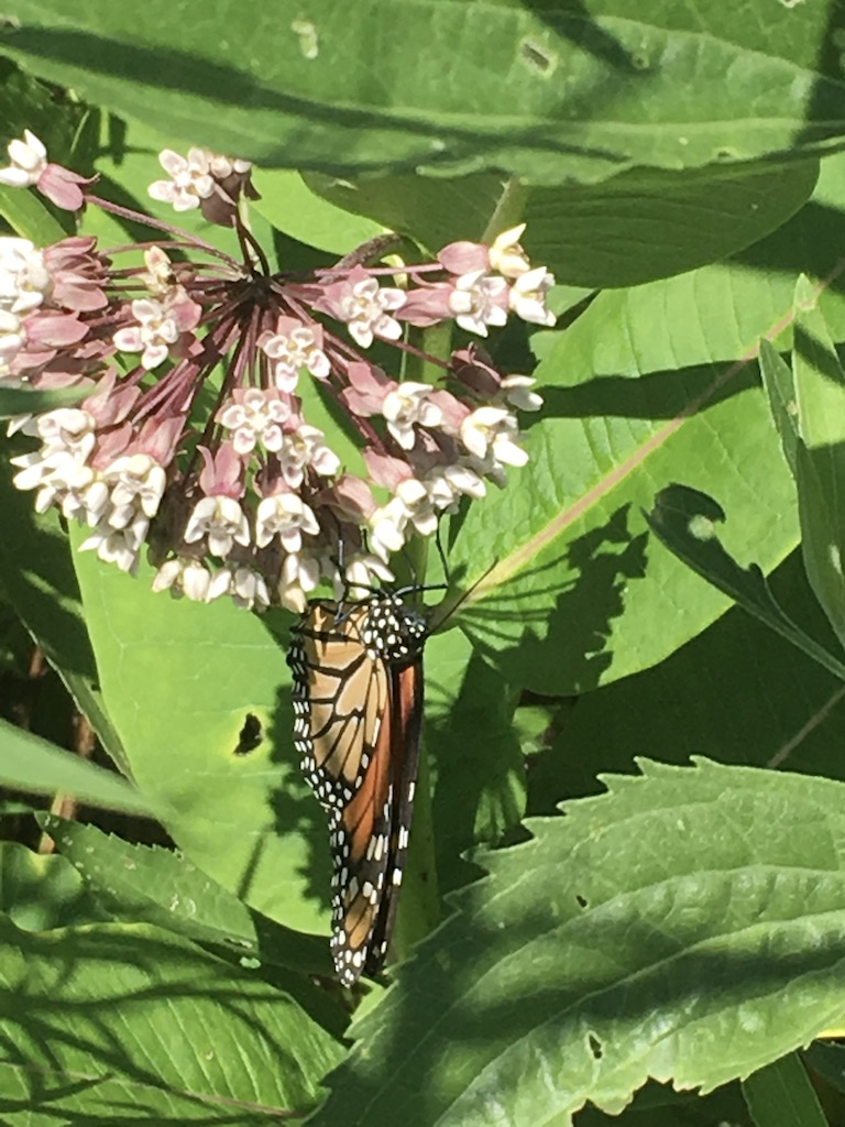 Image of a Monarch Butterfly on Common Milkweed Flowers by KV SALISBURY