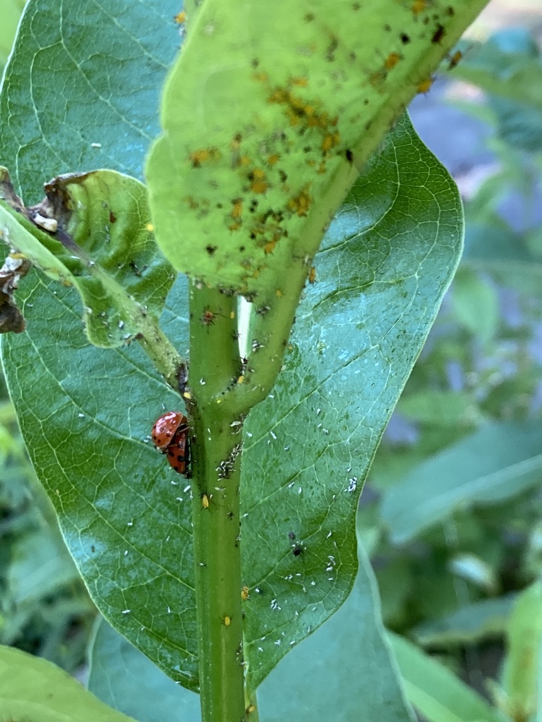 Photo of ladybugs mating on Asclepias syriaca stem with aphids on the leaves above by KV SALISBURY
