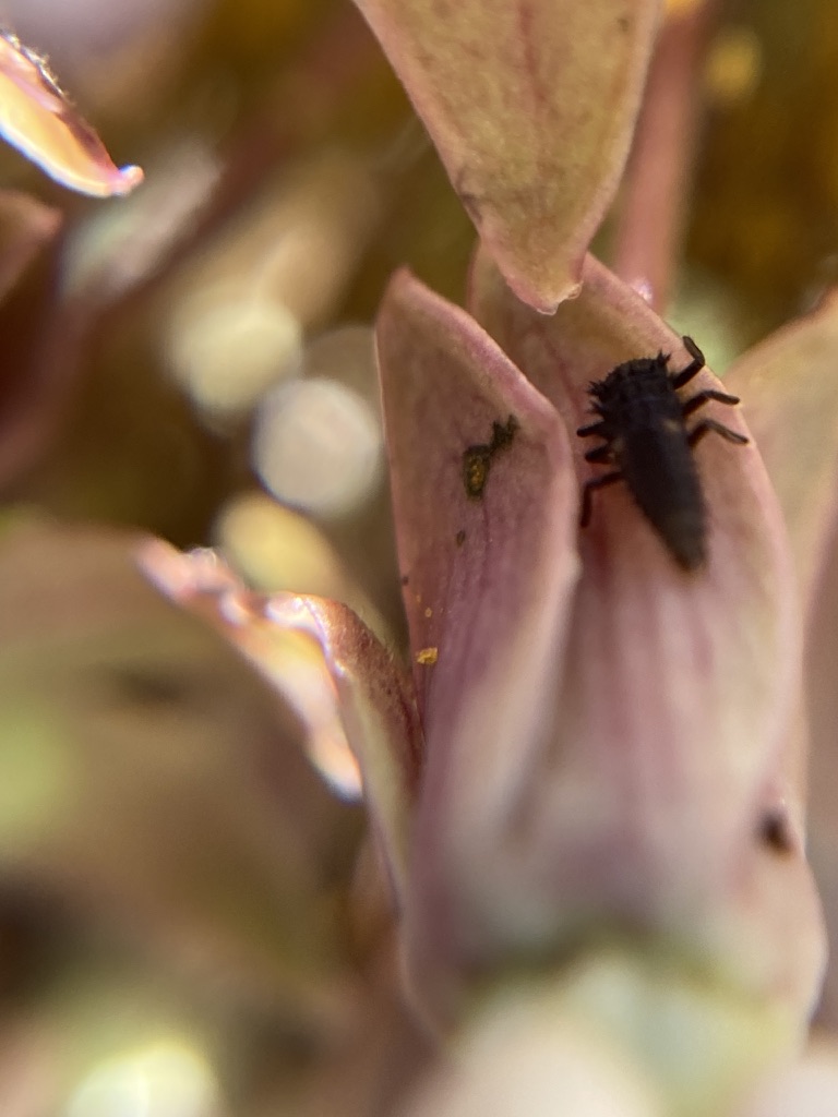 Photo of ladybug larvae on common milkweed flower by KV SALISBURY