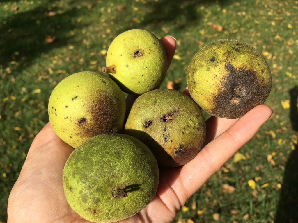 Photo of a handful of black walnut fruits by KV SALISBURY 