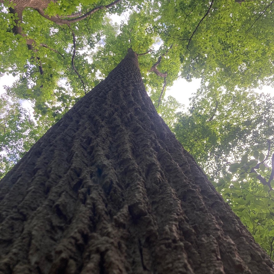 Photo looking up a trunk of a tulip tree into the forest canopy by KV SALISBURY