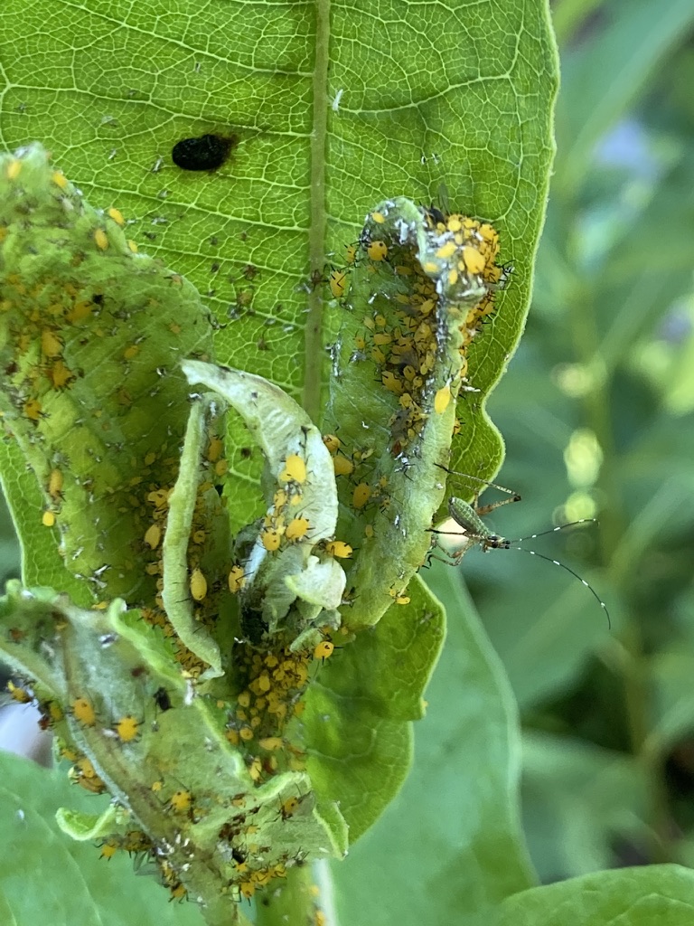 Photos of aphids and other insects on common milkweed leaves and bud by KV Salisbury