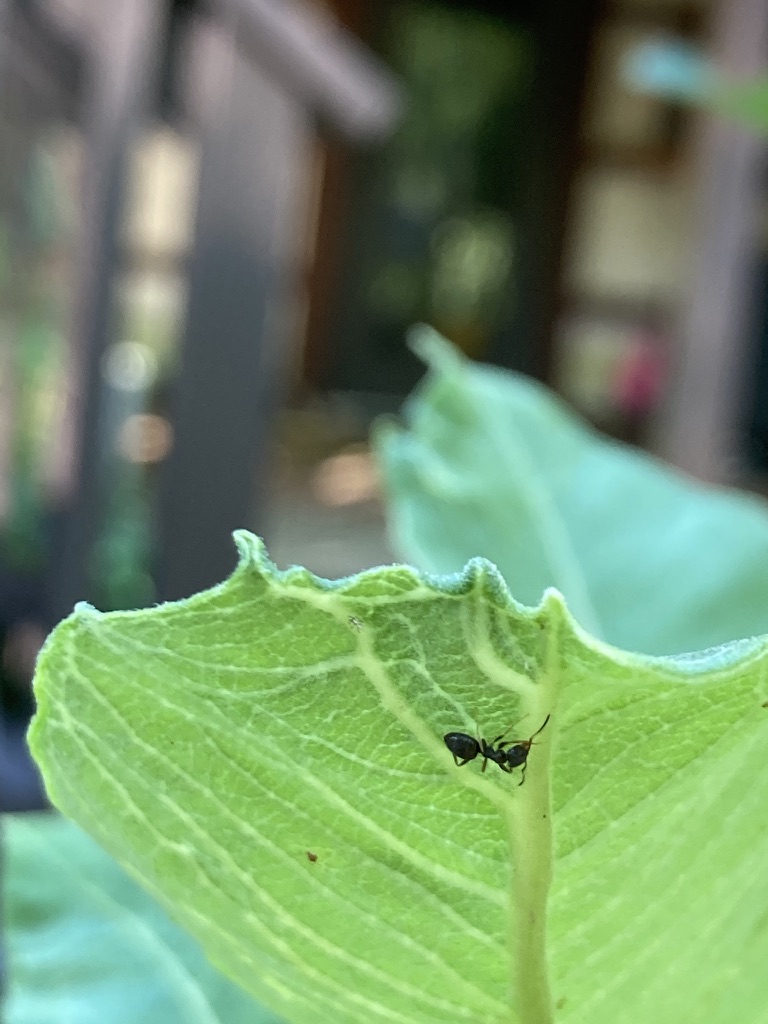 Photo of an ant on common milkweed leaf by KV SALISBURY
