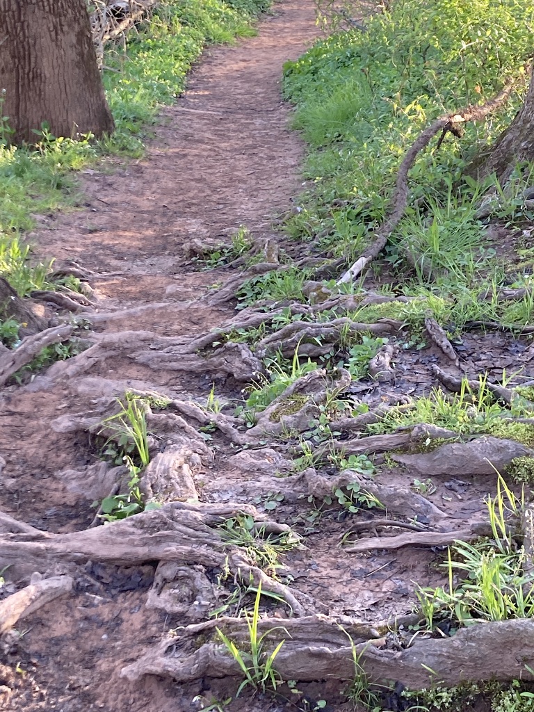 Photo of many roots along a trail in the woods by KV SALISBURY