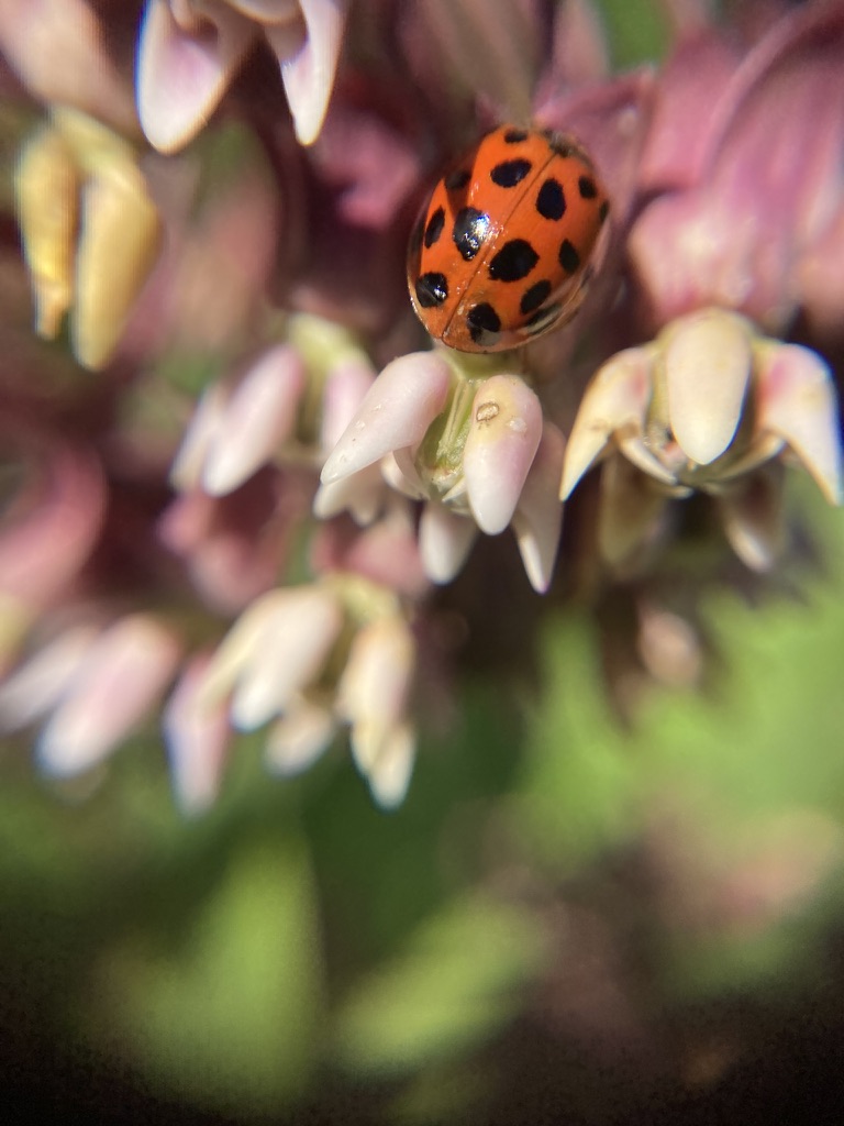Photo of a 13 spot lady bug on Common Milkweed Flower by KV SALISBURY