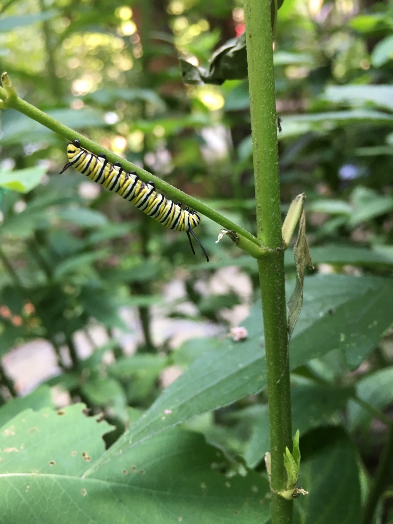 Close up of Monarch butterfly caterpillar on Asclepias stem by KV SALISBURY